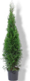 Warentuin Natuurlijk - Thuja occidentalis Brabant 125-150 cm Conifeer