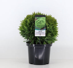 Warentuin Natuurlijk - Thuja occidentalis danica 30-40 cm