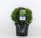 Warentuin Natuurlijk - Thuja occidentalis danica 30-40 cm