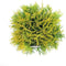 Warentuin Natuurlijk - Thuja occidentalis golden globe 30-40 cm