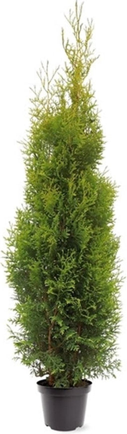 Warentuin natuurlijk - Thuja occidentalis King of Brabant pbr 150-...