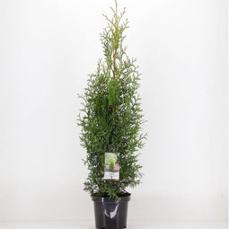 Warentuin Natuurlijk - Thuja occidentalis king of brabant