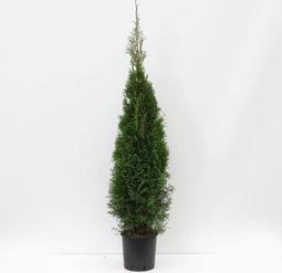 Warentuin Natuurlijk - Thuja occidentalis smaragd 125-150 cm
