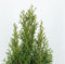 Warentuin Natuurlijk - Thuja occidentalis smaragd 125-150 cm
