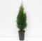 Warentuin natuurlijk - Thuja occidentalis smaragd 60-125 cm
