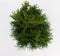 Warentuin natuurlijk - Thuja occidentalis smaragd 60-125 cm