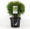 Warentuin Natuurlijk - Thuja occidentalis tiny tim 30-40 cm