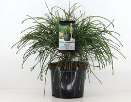 Warentuin Natuurlijk - Thuja plicata whipcord 30-40 cm