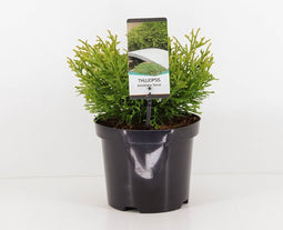 Warentuin Natuurlijk - Thujopsis dolabrata nana