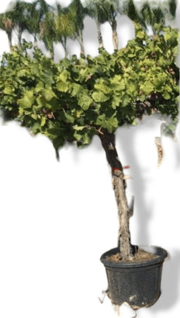 Warentuin natuurlijk - Vitis medium