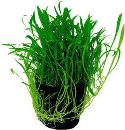 Ap-lilaeop.novea-zealandia 5 cm pot