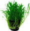 Ap-lilaeop.novea-zealandia 5 cm pot
