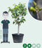 Vijgenboom 25/30 cm Ficus Carica 275 cm