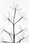 Luca Lighting Lichtboom - Buitenverlichting - 3000 micro LED's - Zwart - H210 x Ø100 cm