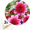 Plant in a Box - Dahlia 'Blue Bayou' - set van 3 - zomerbloeiers - dahliaknollen - tuinbloemen - Rood/Paars