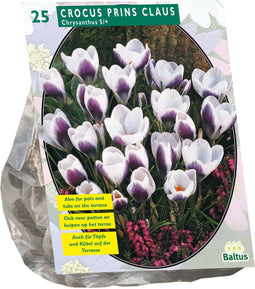 Crocus Chrysanthus Prins Claus per 25