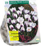 Crocus Chrysanthus Prins Claus per 25