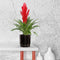 Choice of Green - Vriesea Intenso Red single - Hoogte 40 - Diameter pot 13