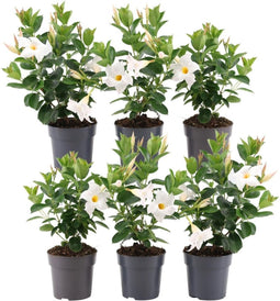 Plants by Frank - Set van 6 Mandevilla White Planten - 6 x Dipladenia Wit in 12 cm pot - Mediterrane planten - Vers uit de kwekerij geleverd - Klimplanten