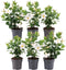 Plants by Frank - Set van 6 Mandevilla White Planten - 6 x Dipladenia Wit in 12 cm pot - Mediterrane planten - Vers uit de kwekerij geleverd - Klimplanten