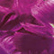 Jub Holland - Tulpen bloembollen - Tulipa Parrot Negrita - 5 bloembollen