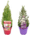 Plants by Frank | Set van 2 Geurende kerstboompjes | 15 cm Ø | 40-50 cm ↨ | Kerst decoratie | Kerstversiering | Kerstdecoratie | Tuinplanten