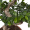 Goed & Groen - Ficus Gin Seng Bonsai - ↨ 70cm - Potmaat 27 - Exclusieve Kwaliteit Planten - Kamer Plant - Kamerplanten - Sfeer - Interieur