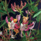 3 stuks - Van der starre - Klimplant Lonicera per. Serotina 75 cm