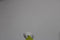 Apple AirPods 2 - TWS - Bluetooth - Wit