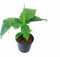 Goed & Groen - Musa Basjoo -↨ 45cm - Potmaat 17cm - Kwaliteit Planten - Tuin Plant - Tuinplantenplanten - Sfeer