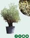 Olijfboom Verdial Olea europaea Verdial 210 cm