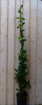 Toscaanse Jasmijn 150 cm