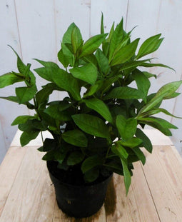 Vlambloem Philox wit 60 cm