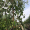Treurberk | Betula pen. 'Tristis' 6-10 cm 160-180 cm| Bomenbezorgd.nl