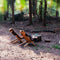 Weltevree | Fieldchair | Design Loungestoel Fauteuil | Naturel