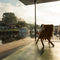 Weltevree | Fieldchair | Tuinstoel Loungestoel Buiten incl, Schapenvacht Wit | Naturel