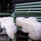 Weltevree | Sheepscoat | Schapenvacht Stoelkussen, Schapenvachten Vloerkleed | Met Lus | Wit | Natuurlijk Wol van Tesselaar Schapen