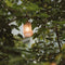 Weltevree | Stringlight | Buitenverlichting | Tuinverlichting | Sfeer Verlichting Binnen & Buiten, Lichtsnoer, Lichtslinger | Veelkleurig | 12 meter kabel | Incl, Lampen