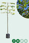 Leilinde 220 cm | Tillia europaea 'Pallida' 14-18 cm 220 cm| Bomenbezorgd.nl