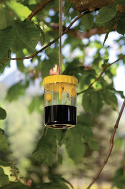Wespen val - Wasp Trap