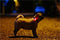 MINI DOG Tickless - Black - Anti Teek - Herlaadbaar