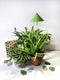 Parus by Venso SUNLiTE Kweeklamp 7W koper, LED groeilamp met telescopische staaf, groeilamp voor kamerplanten en groene planten