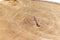 Boomstamtafel L | Hout