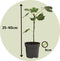 Plant in a Box - Medi Mix - Set van 4 - Mediterrane Fruitbomen - Pot 9cm - Hoogte 25-40cm