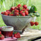 Plants by Frank | Aardbeien plant BIO Set van 3 | Aardbeien | 100% Biologisch gekweekt | Fruit tuin | Fruitplanten | Planten | Tuinplanten Winterhard | Fruitplant