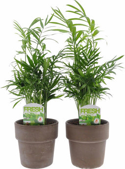 Chamaedorea in Terracotta – ↨ 40cm – ⌀ 12cm