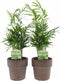 Chamaedorea in Terracotta – ↨ 40cm – ⌀ 12cm