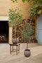 Emerald - Kunstboom Eucalyptus 120cm - Kunstplanten voor binnen