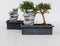Plant in a Box - Bonsai boompje met Easy-care watersysteem én stromende waterval over Zen stenen - kamerplant - Hoogte 25-35cm