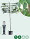 Zuil leihaagbeuk 240 cm | Carpinus betulus 'Fastigiata' 16-20 cm 240 cm| Bomenbezorgd.nl
